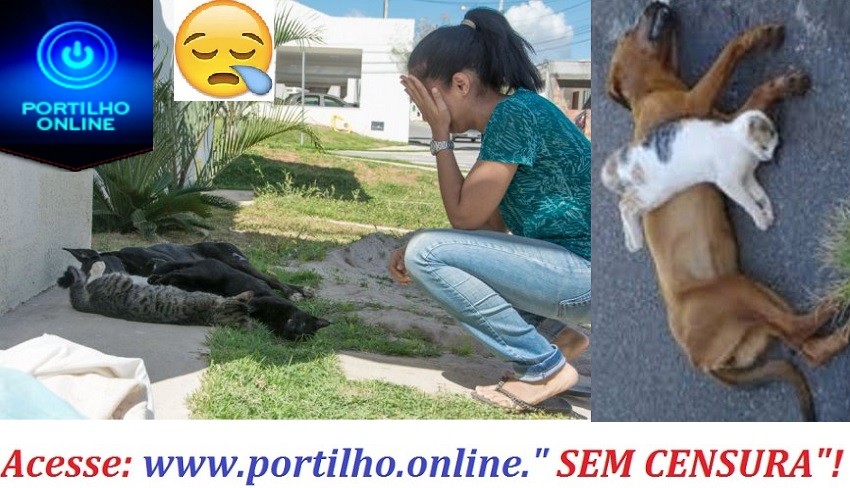 👉😡🚔😱🐩🐾🐹🐶Matança de gatos e cães por envenenamento em São João da Serra Negra.