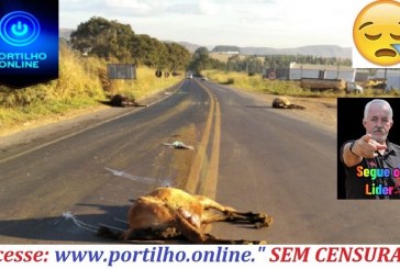 👉🚨🚓😱😪🐴🐎🐎🐎ESTAVA DEMORANDOOOÔHHH !!! 03 CAVALOS FORAM ATROPELADOS E MORTO ENTRE O TREVO DO SERRÃO AO TREVO DA BR-365.