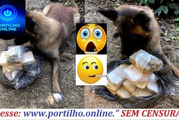 👏👏👏👉😱🤔🚓🚨🚔CACHORRA DA ” HORA ESSA” 🐈🐕CHEIRA MUUUUITO!!! PARABENS!!!👉😱🤔🚓🚨🚔🍃🌿🌱Tráfico de drogas.