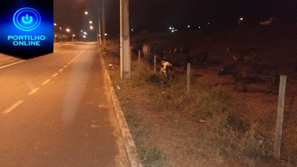 👉😱🚔🚓🚒🐴🐂🐃🐎Tropas & boiadas invadem a cidade de Patrocínio…