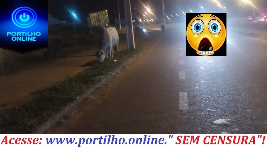 👉😱🚔🤔🐃🐂🐎🐑🐖🐶“MARRUCO É PROS FRACO”!!! Depois da manda de cavalos, agora é boi, boiadas e marrucos soltos em vias púbicas.