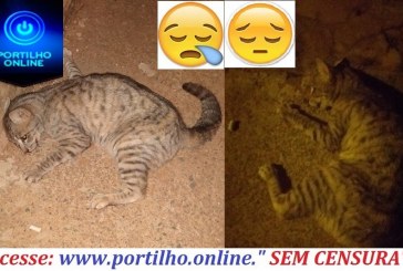 👉😡😠😱⚖🚓🚨🐹🐱🐶🐣🐴Matança de gatinho no Bairro Jardim sul três 🐱: Rua 8.