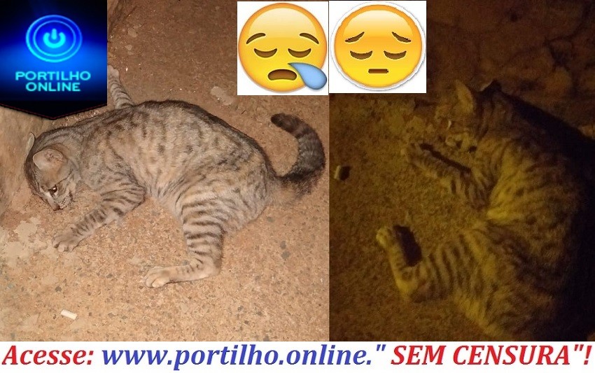 👉😡😠😱⚖🚓🚨🐹🐱🐶🐣🐴Matança de gatinho no Bairro Jardim sul três 🐱: Rua 8.