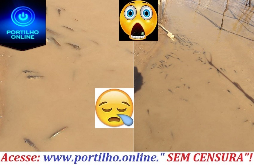 👉😱🚨🧐😠🐡🐟🐠MORTANDADE DE PEIXES NA REGIÃO DE DIVISA E MOREIRAS…