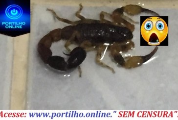 Portilho… 👉😱🧐😡🐍🦂🕸🕷Criatório de cobras e escorpião Postos aí no seu site…