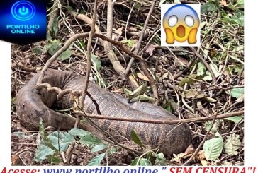 👉😱🧐🐍🐍🐍SOGRA É MORTA!!! Uma cobra da espécie JIBÓIA FOI MORTA na reserva do horto da matinha.