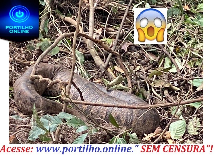 👉😱🧐🐍🐍🐍SOGRA É MORTA!!! Uma cobra da espécie JIBÓIA FOI MORTA na reserva do horto da matinha.