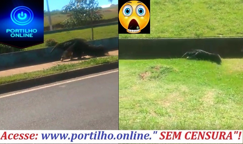 👉🤔😱TAMANDUÁ BANDEIRA FOI VISTO PASSEANDO NO “REGO DA AVENIDA DR. WALTER”!