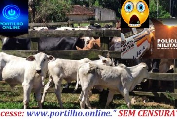  👉😱🚨🚔🤔⚖🐮🐮🐮🐄🐄Oie Portilho,  poderia divulgar um roubo de 6 bezerras Aki na macaúba de cima.