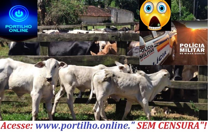  👉😱🚨🚔🤔⚖🐮🐮🐮🐄🐄Oie Portilho,  poderia divulgar um roubo de 6 bezerras Aki na macaúba de cima.