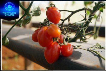 👉🤙👍👏👏😠DIRETOR DA EASFP APRESENTA O PROJETO DE CULTIVO DE TOMATE GRAPE EM HIDROPONIA