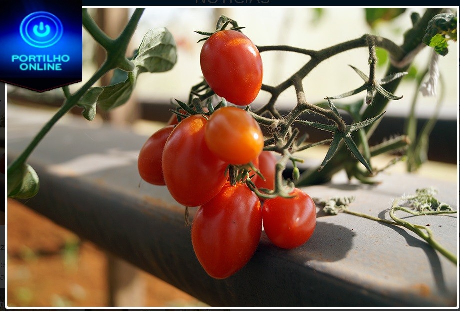 👉🤙👍👏👏😠DIRETOR DA EASFP APRESENTA O PROJETO DE CULTIVO DE TOMATE GRAPE EM HIDROPONIA