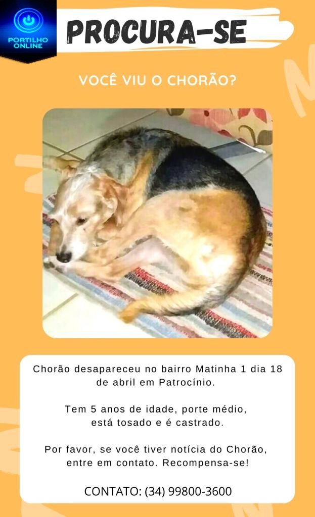 👉🤔😯😪🤔🐻🐕🐩🐈O ” chorão” está desaparecido. O nome dele é Chorão mas atende também por Negão.