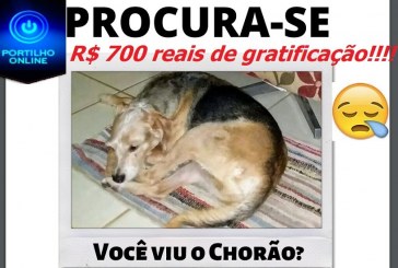 👉😱😮💰💷💶💵🐶🐈🐕Recompensa: R$700,00??? Pelo cão “chorão” que esta esaparecido. DEVOLVE E RECEBERÁ R$ 700 PILA$$$