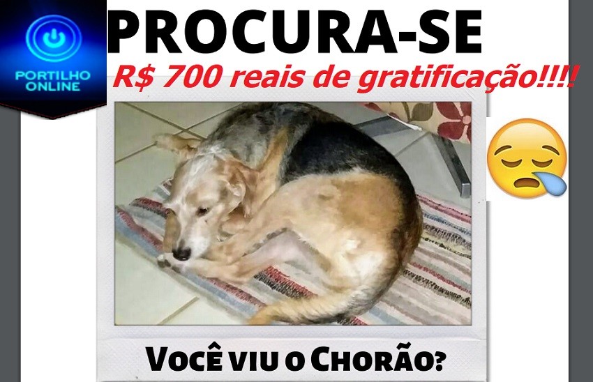 👉😱😮💰💷💶💵🐶🐈🐕Recompensa: R$700,00??? Pelo cão “chorão” que esta esaparecido. DEVOLVE E RECEBERÁ R$ 700 PILA$$$