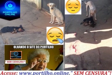 ASSISTA AOS VÍDEOS…👉😥😔😪😭🐈🐕⚰CENAS TRISTE EMOCIONANTE!!! CÃO VÊ O OUTRO SENDO ATROPELADO E MORTO, DEPOIS ELE ARRASTA O AMIGO PARA A CALÇADA. BAIRRO ENÉAS..