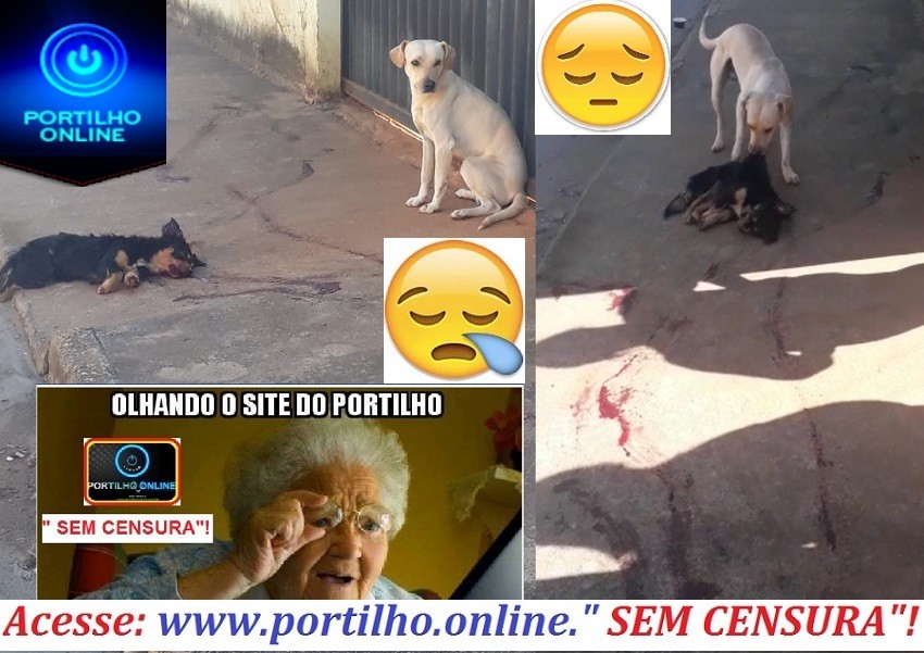 ASSISTA AOS VÍDEOS…👉😥😔😪😭🐈🐕⚰CENAS TRISTE EMOCIONANTE!!! CÃO VÊ O OUTRO SENDO ATROPELADO E MORTO, DEPOIS ELE ARRASTA O AMIGO PARA A CALÇADA. BAIRRO ENÉAS..