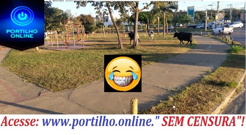 👉😱🐃🐂🐄🐄🐄🤭🤭Bom dia Portilho olhai ai as vacas na academia da praça da morada nova, as mimosas estão abafando.