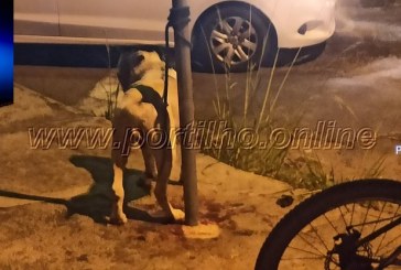 👉✍👊🐕🐈😱🚨🚒🚓Se for pitbul ou buldogue ou outra raça não interessa!!! Se ele mordeu o próprio “adestrador” o que diga quem passe perto dele.