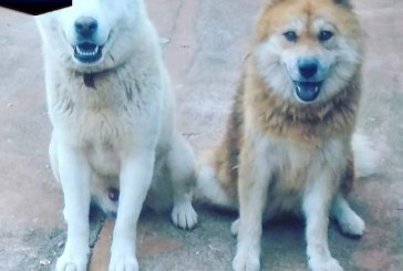 Procura se dois cachorros atende pelos seguintes nomes : tequila e Zeus