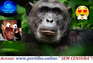 👉 NÃO TEM ‘HOMEM’ VAI COM MACACO MESMO!!!😮😱🤔😍🐒🙊🙈Mulher é banida de zoológico após manter “caso” com chimpanzé por quatro anos.