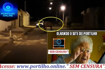    👉🙄🤔😱🚨🚓🐄🐪🐘🐃🐂🐑🐎🐐🐎🐎  Portilho… Cadê o pessoal pra pegar esses cavalos? Cadê os fiscais para multar os donos destes animais?