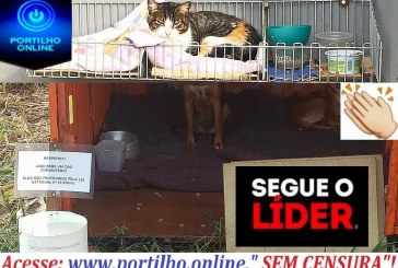 👉✍👍👊👏👏🐶🐱🐈🐩🦉🐾ATO DE AMOR GRANDIOSO!!! CASA ACOLHEDORA DE ANIMAIS DE RUA. ATÉ UM CONTÊINER FOI ALUGADO PARA ACOLHER OS ANIMAIS.