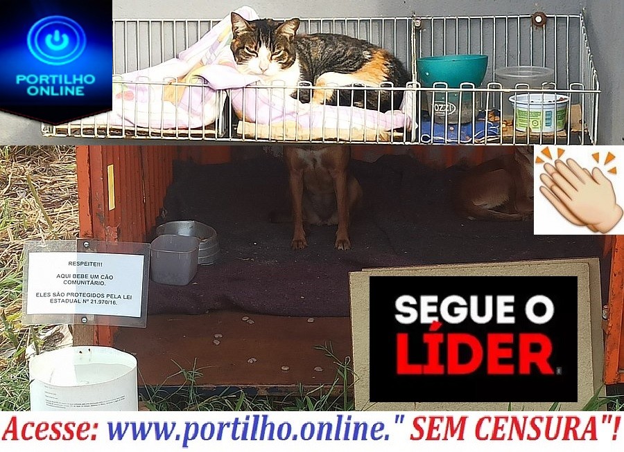 👉✍👍👊👏👏🐶🐱🐈🐩🦉🐾ATO DE AMOR GRANDIOSO!!! CASA ACOLHEDORA DE ANIMAIS DE RUA. ATÉ UM CONTÊINER FOI ALUGADO PARA ACOLHER OS ANIMAIS.