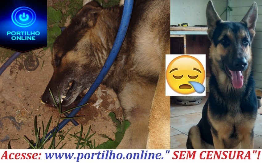 👉😡🚨👀🐩🐈🐕CÃO É ENVENADO DENTRO DO QUINTAL!! BAIRRO CRUZEIRO DA SERRA.