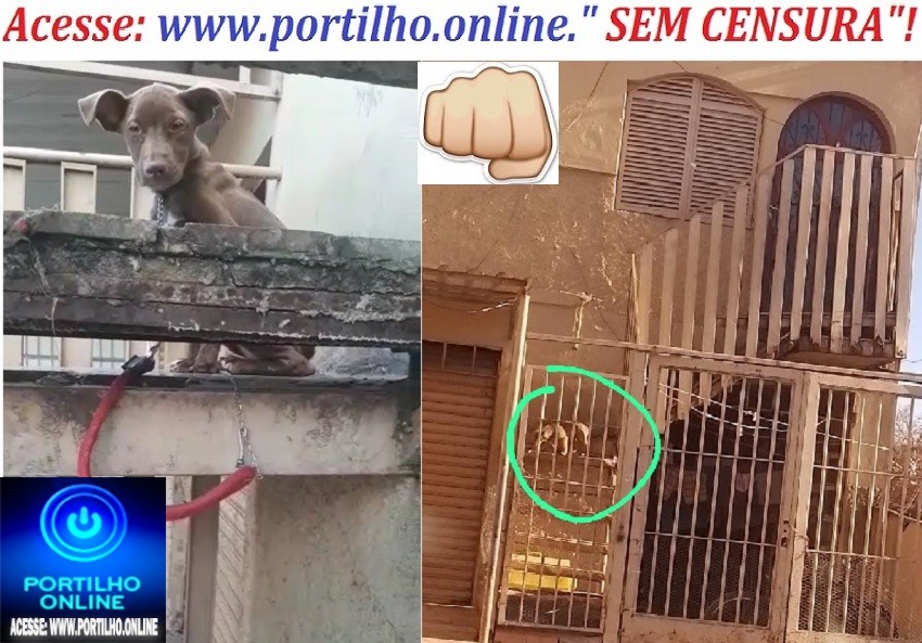 👉🚨👉🙌🙏👏👏👏👏👍👊CLICA🐩🐕🐈🚔⚖📢O “ CHICOTE ESTRALOU”!!!Bom dia Portilho Graças a sua matéria, hoje a ambiental foi lá e retirou os animais dele!!!! Te agradeço muito.