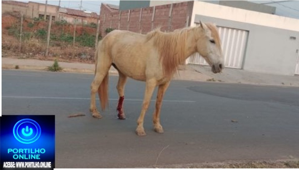 👉😳😪😡😠👎🚨🚔🚒🚑🚒VERGONHA!!! MORADORES VÊ CAVALO 🐎🐎🐎🐎 ATROPELADO LIGAM PRA BOMBEIROS, SECRETÁRIA DE OBRAS, CANIL E NADIKADENADA DE ATENDER!!!