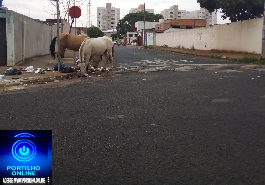 👉✍🐎😮🚀😡👎🐎🐴🦓🦄CIDADE ONDE OS 🐎🐎🤠🐎🤠 CAVALOS TEM PRIORIDADES EM VIAS PÚBLICA!!!  Bom dia portilho. Gostaria que publicasse, porem nao quero set identificada.