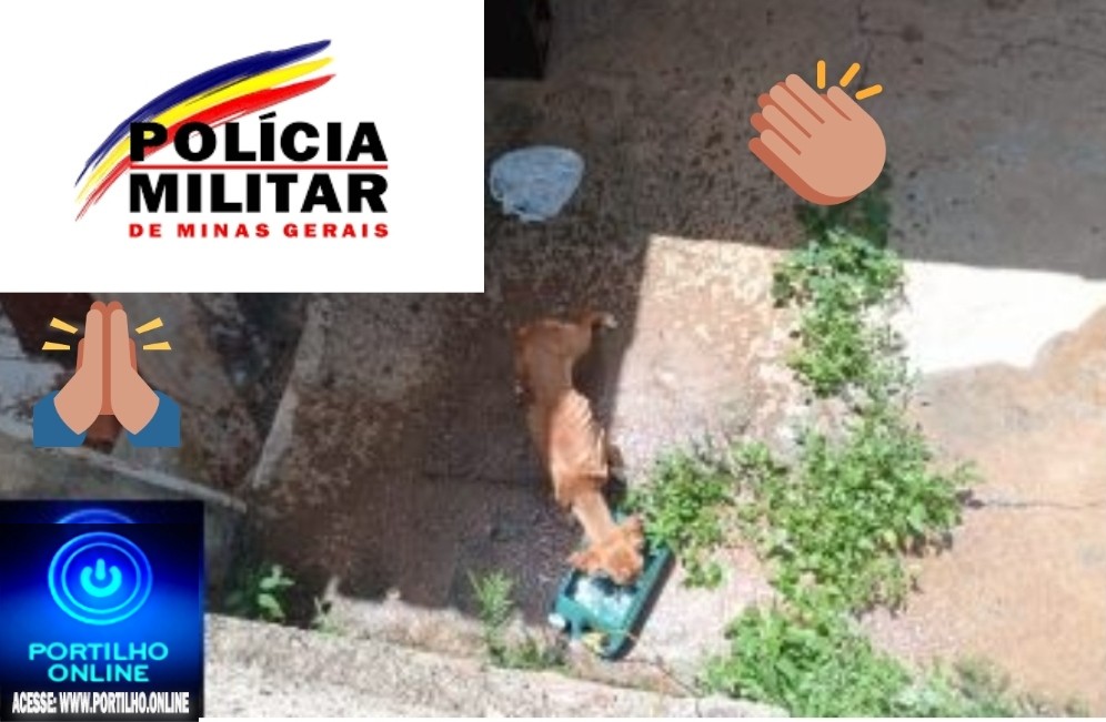 ⚖🚨🚔😱🐈🐩✍🚑👀🚀🔎👨‍✈️👮PARABÉNS 👏👏👏 POLÍCIA MILITAR POR TER RECOLHIDO ESSA CADELA POR MAUS TRATOS!!!