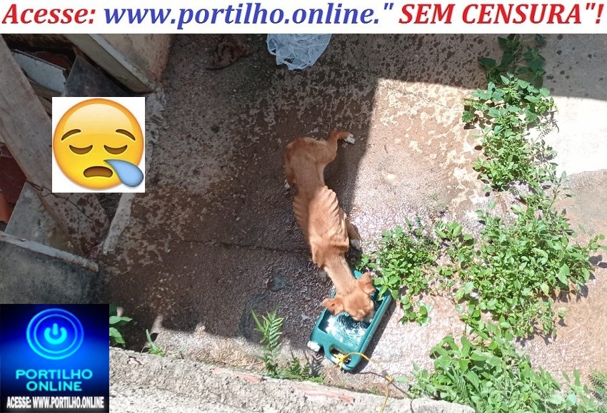 😱😱😠😡🤔🚀🙄📢🚨🚔🐈🐩⚖COVARDIA!!! DESUMANIDADE!!! CÃO ESTÁ SÓ O OSSO, CAVEIRA, SÓ BEBE ÁGUA ESTÁ MORRENDO E FOME.