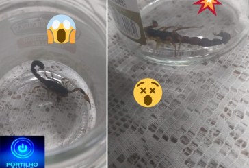 👉😱🤔😳🙄👀🦂🦂🦂🦂OLHA AÍ O TAMANHO DO ESCORPIÃO 🦂🦂🦂🦂  Opa Portilho boa noite Olha o escorpião que foi encontrado no bairro Cruzeiro da Serra.