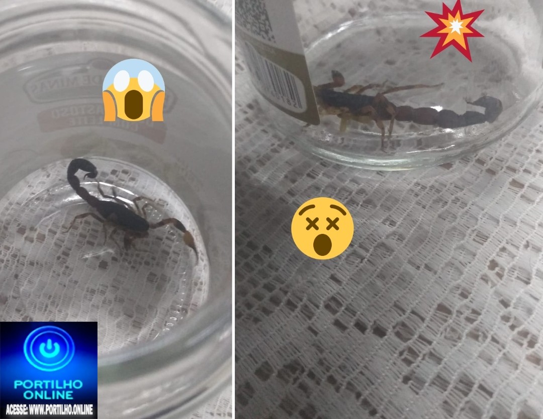 👉😱🤔😳🙄👀🦂🦂🦂🦂OLHA AÍ O TAMANHO DO ESCORPIÃO 🦂🦂🦂🦂  Opa Portilho boa noite Olha o escorpião que foi encontrado no bairro Cruzeiro da Serra.