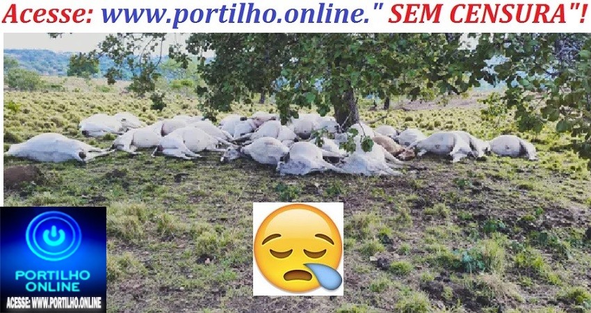 👉MATANÇA COLETIVA!!!😮😱😪⚡💥⚡🐄🐂Viu esta? Raio mata metade das cabeças de gado de fazenda