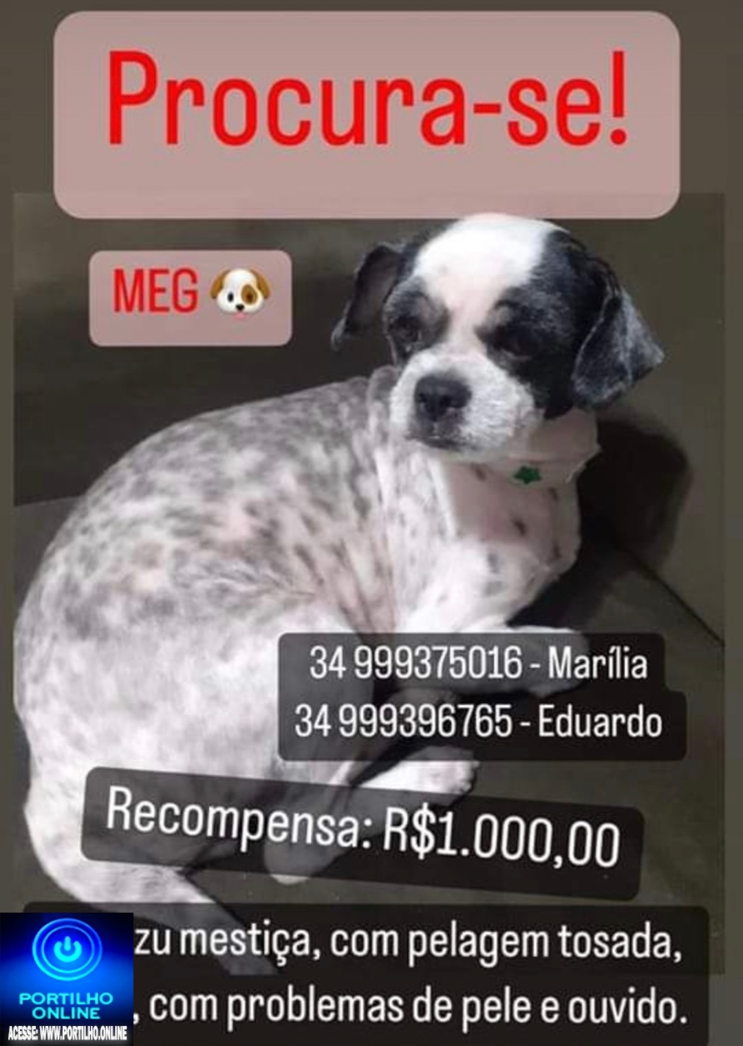 👉😔🙄😭🐩🐕🐈A CADELINHA ‘ MEG ‘ ESTÁ DESAPARECIDA!!!