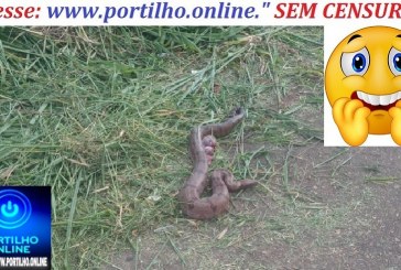 👉✍😮🙄😳👊🐍🐍🐍🐍🐍  JIBOIA NA PATRO-DISEL