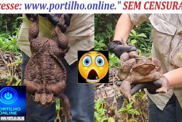 👉😱🧐😮🤔🐸🐸🐸🐸Venenoso, gigante e insaciável: como o sapo-cururu se tornou uma catástrofe ambiental na Austrália