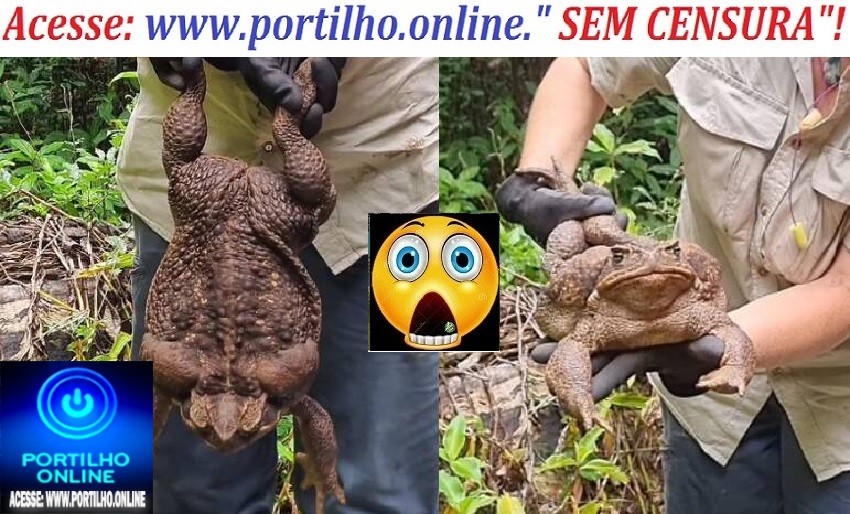 👉😱🧐😮🤔🐸🐸🐸🐸Venenoso, gigante e insaciável: como o sapo-cururu se tornou uma catástrofe ambiental na Austrália