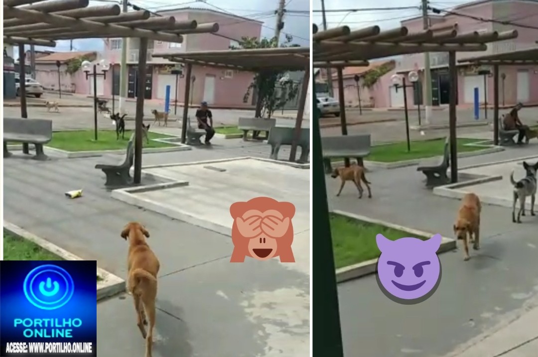 🐈🐩🐕👉🔛😱🤔🐀💰🐁💸🐀SERRA DO SALITRE!!! QUE CACHORRADA🐻🐶🐈🐩🐕!!!Portilho, ” em Serra do Salitre tem mais cachorros na doque Habitantes”