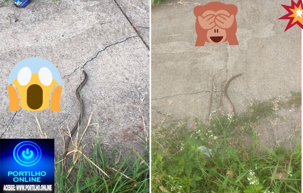 👉👀📢🧐😱🚀🙄🚨🐍🐍🐍🐍DEPOIS DAS” TROPAS E BOIADAS”!!!!”Portilho, olha aí aqui na Alameda dos amarelinho no bairro morada nova “