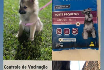 👉📢👍👏🐈🐩🐕VENDE-SE, FILHOTE DE CACHORRO 🐕 DA RAÇA ( LULU DA POMERÂNIA.