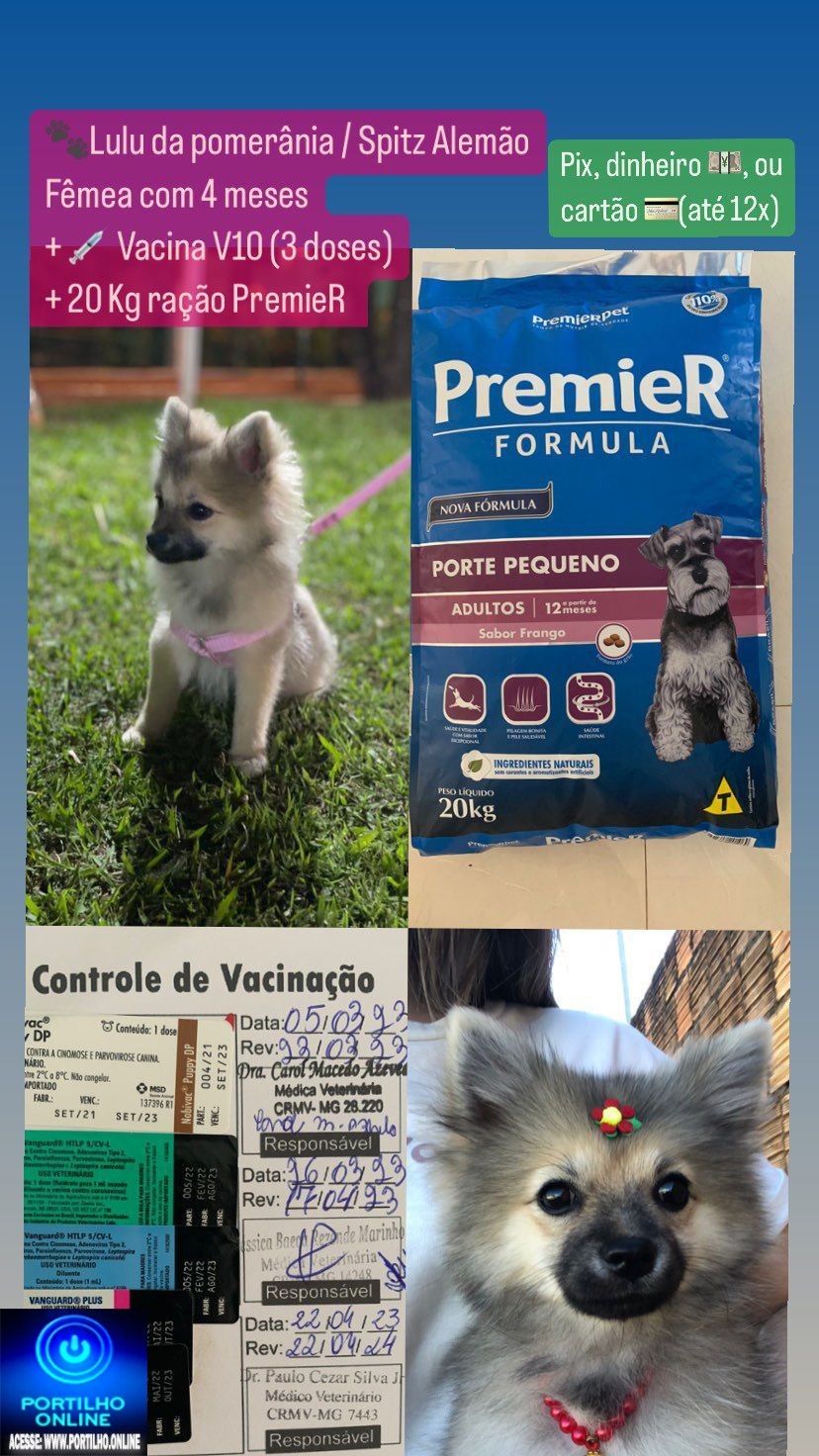 👉📢👍👏🐈🐩🐕VENDE-SE, FILHOTE DE CACHORRO 🐕 DA RAÇA ( LULU DA POMERÂNIA.