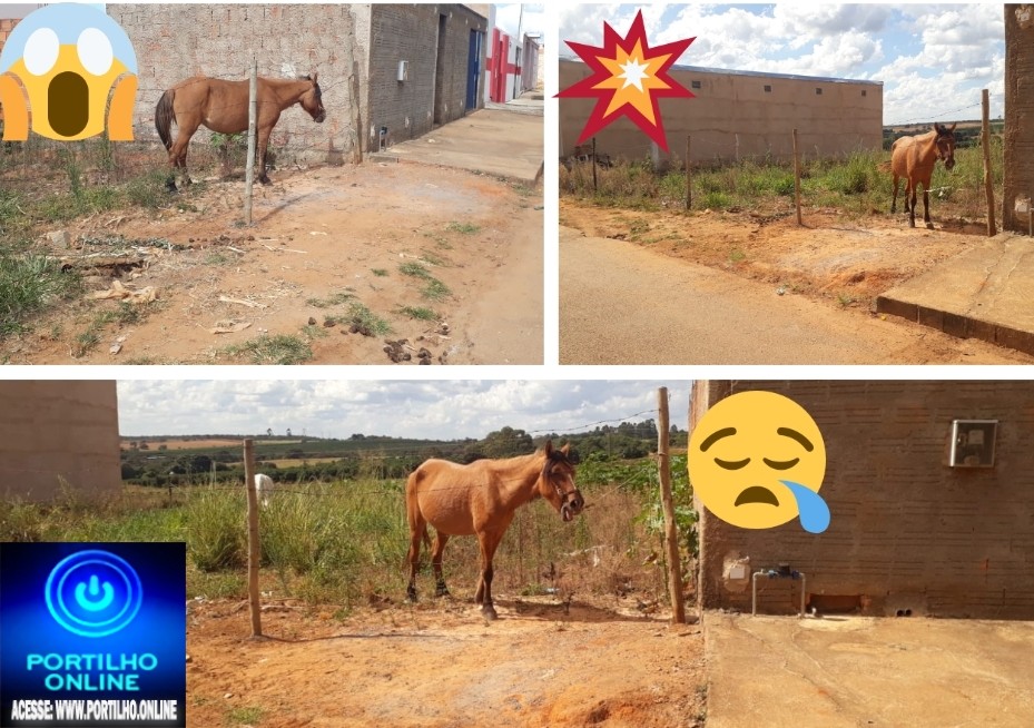 👉 CAVALO 🐎 TRANCADO 🔒 EM LOTE…📢🚑🚔🕵🔎😠🤔🐴🐎🚓🚨CADÊ A POLÍCIA AMBIENTAL??? Pântano!?!?