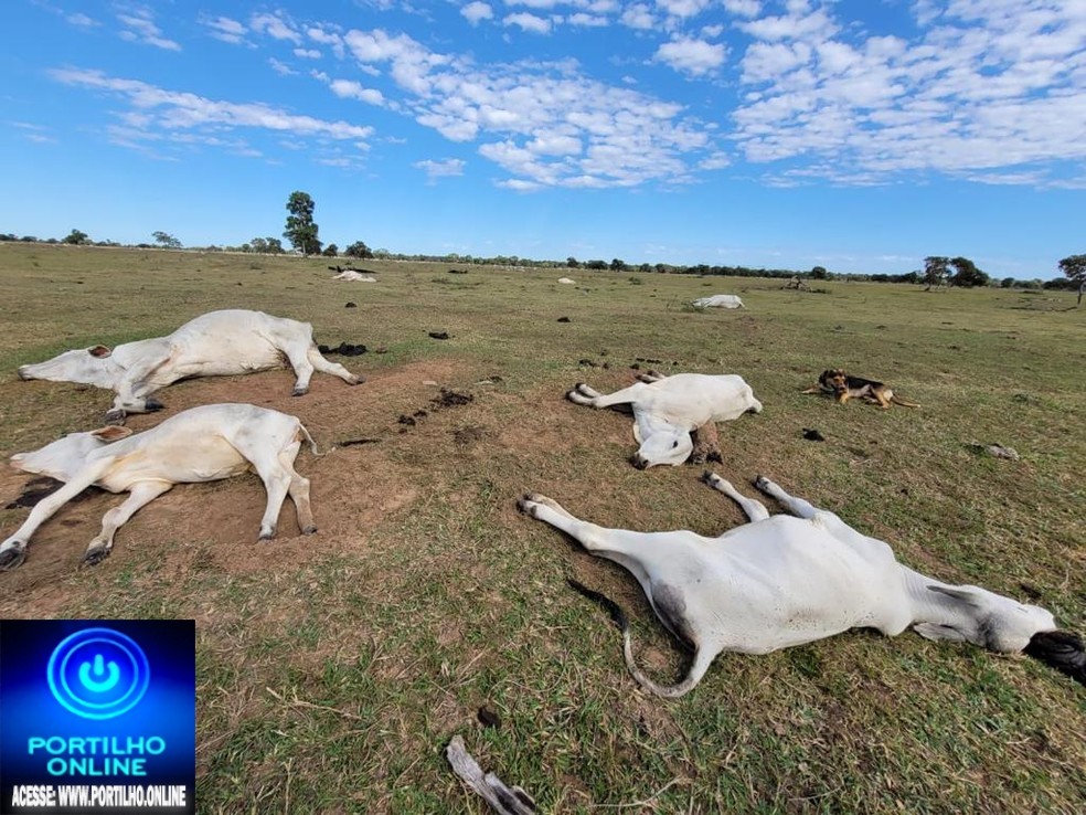 👉🧐😱😪🐂🐃🐄💥🚑🚒🚨🕵🔎Mais de mil cabeças de gados morrem de frio em MS; prejuízo estimado é de R$ 3 milhões Mortes ocorreram