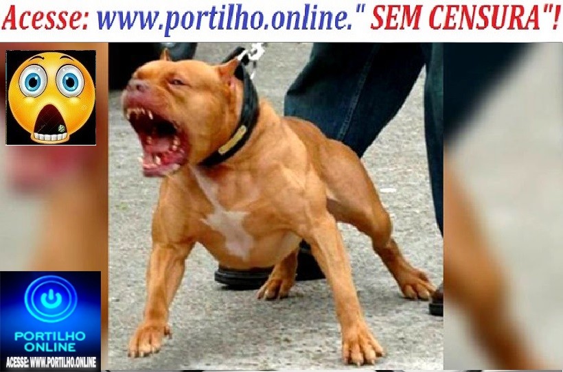 👉🧐🚨🚔😱🕵️‍♀️🔍🐕🐩🐈 Portilho nos ajuda! “Portilho gostaria que fizesse uma matéria sobre os cachorros pit bul soltos todos os dias de manhã no bairro Enéias sem focinheira” …