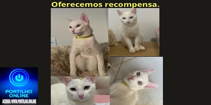 👉📢🤔👀🐹🐱O Gato Pingola sumiu!!! Você viu ELE por ai??? Kigue: 999921 – 2792