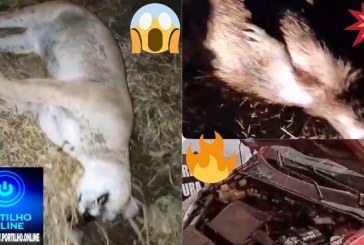 👉Vídeo…👀🚒🚑😱🚨📢🚧🐆🐅ONÇA PARDA, CAPIVARA E TATU EM FUGA, PROVOCAM ACIDENTE GRAVE NA BR 365, REGIÃO DE MACAÚBAS